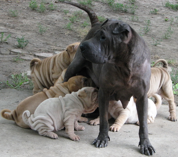 SHAR-PEI Rasprodaja 